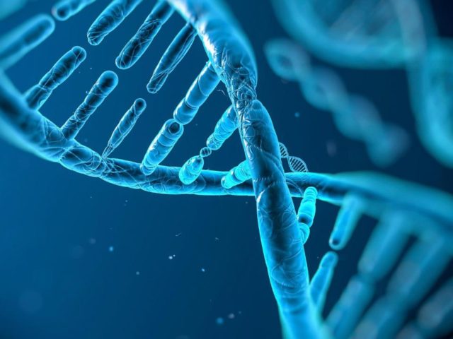 Πόσα γονίδια έχει τελικά το ανθρώπινο σώμα;