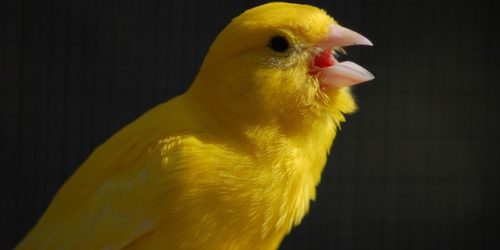 Κίνα: Σπάνια πουλιά φέρνουν ευημερία σε απομονωμένο χωριό