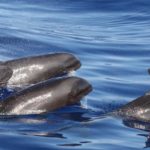 Σπάνιο υβρίδιο δελφινιού-φάλαινας ανακαλύφθηκε στα ανοικτά της Χαβάης