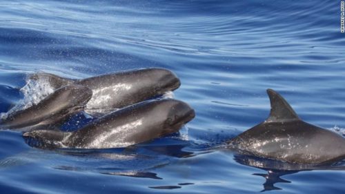 Σπάνιο υβρίδιο δελφινιού-φάλαινας ανακαλύφθηκε στα ανοικτά της Χαβάης