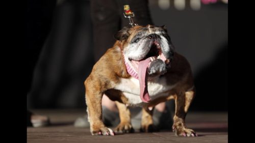 Πέθανε η Zsa Zsa, το ασχημότερο σκυλί στον κόσμο