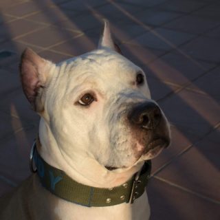 Καταρρίπτοντας μύθους για την επιθετικότητα των σκύλων