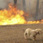 Οι νεότερες πληροφορίες σχετικά με την κατάσταση των ζώων στις πληγείσες περιοχές