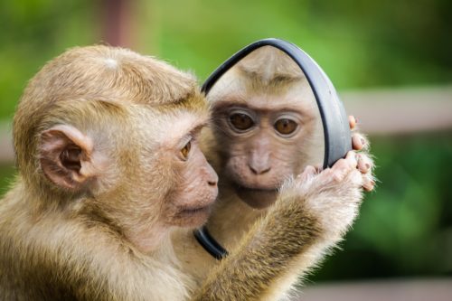 Κάμερα καταγράφει τις μοναδικές αντιδράσεις άγριων ζώων όταν αντικρίζουν τους εαυτούς τους στον καθρέφτη [ΒΙΝΤΕΟ]