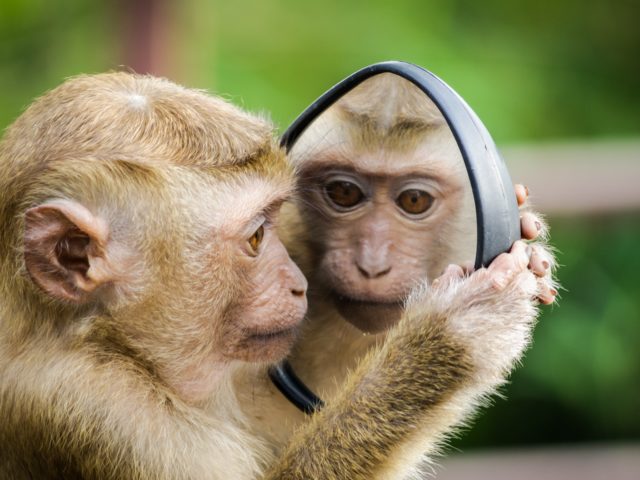 Κάμερα καταγράφει τις μοναδικές αντιδράσεις άγριων ζώων όταν αντικρίζουν τους εαυτούς τους στον καθρέφτη [ΒΙΝΤΕΟ]