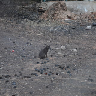 Να θρηνούμε για κάθε ζωή που χάνεται και να χαιρόμαστε για κάθε ζωή που τα καταφέρνει