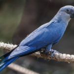 Εξαφανίστηκαν οι μπλε παπαγάλοι της Βραζιλίας