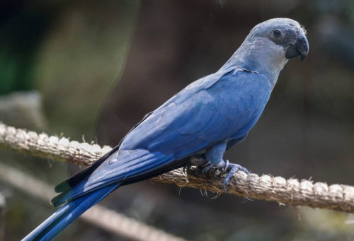Εξαφανίστηκαν οι μπλε παπαγάλοι της Βραζιλίας