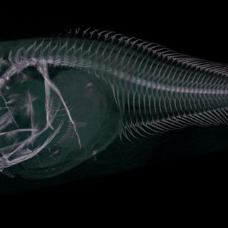 Τρία νέα είδη ψαριών ανακαλύφθηκαν στον βυθό του Ειρηνικού Ωκεανού