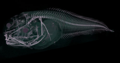 Τρία νέα είδη ψαριών ανακαλύφθηκαν στον βυθό του Ειρηνικού Ωκεανού