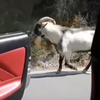 Kiki Challenge αλά Κρήτη – Ο τράγος που έγινε viral «χορεύοντας» στους ρυθμούς του Drake [BINTEO]