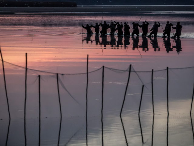 Το παραδοσιακό ψάρεμα των κυπρίνων στην Δημοκρατία της Τσεχίας