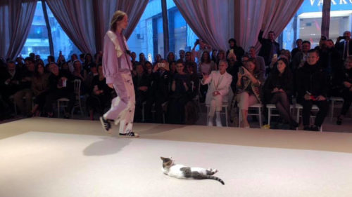Γάτα «εισέβαλε» σε επίδειξη μόδας δίνοντας άλλη διάσταση στη λέξη catwalk [BINTEO]