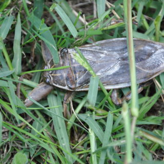 Σαρκοφάγο έντομο γίγας εντοπίστηκε στη Λαμία