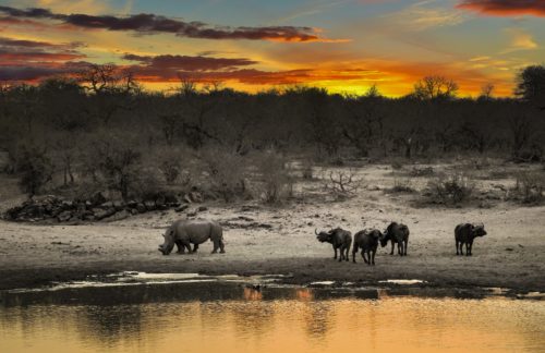 WWF: Ο πλανήτης μας έχασε το 60% του πληθυσμού των άγριων ζώων σε διάστημα σαράντα ετών