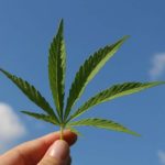 Πιο επιβλαβής η κάνναβη για τον εγκέφαλο των εφήβων από ό,τι το αλκοόλ