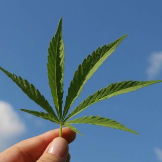 Πιο επιβλαβής η κάνναβη για τον εγκέφαλο των εφήβων από ό,τι το αλκοόλ