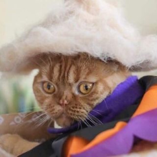 Αυτός ο Ιάπωνας φωτογράφος δημιουργεί καπέλα για γάτες από το τρίχωμά τους [ΦΩΤΟΣ]