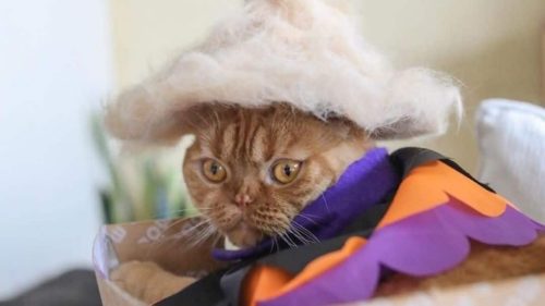 Αυτός ο Ιάπωνας φωτογράφος δημιουργεί καπέλα για γάτες από το τρίχωμά τους [ΦΩΤΟΣ]
