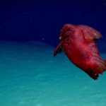 Tο «ακέφαλο κοτόπουλο τέρας» θεάθηκε για πρώτη φορά στα νερά του Νότιου Ωκεανού [BINTEO]