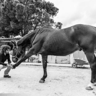 O Σταύρος Σκαρπαθάκης είναι ο μοναδικός χειροπράκτης ζώων στην Ελλάδα