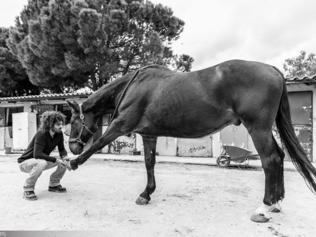 O Σταύρος Σκαρπαθάκης είναι ο μοναδικός χειροπράκτης ζώων στην Ελλάδα