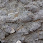 Βρέθηκαν πατημασιές δεινοσαύρων ηλικίας τουλάχιστον 100 εκατομμυρίων ετών