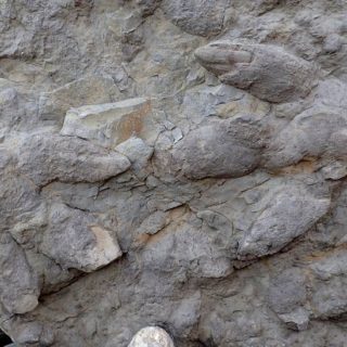 Βρέθηκαν πατημασιές δεινοσαύρων ηλικίας τουλάχιστον 100 εκατομμυρίων ετών