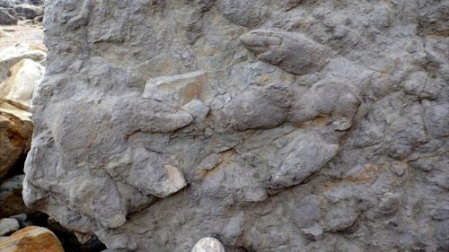 Βρέθηκαν πατημασιές δεινοσαύρων ηλικίας τουλάχιστον 100 εκατομμυρίων ετών
