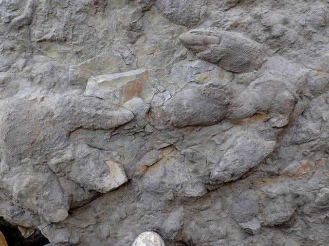 Βρέθηκαν πατημασιές δεινοσαύρων ηλικίας τουλάχιστον 100 εκατομμυρίων ετών