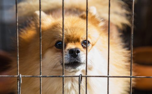 Βρετανία: Η κυβέρνηση απογορεύει την πώληση σκύλων και γάτων στα pet shops