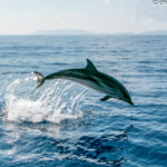 WWF Eλλάς: Δέκα εντυπωσιακά και παράξενα πράγματα που δεν γνωρίζεις για τα δελφίνια και πώς μπορείς να  βοηθήσεις στην προστασία τους