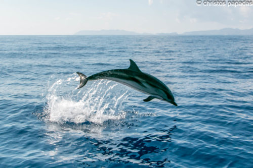 WWF Eλλάς: Δέκα εντυπωσιακά και παράξενα πράγματα που δεν γνωρίζεις για τα δελφίνια και πώς μπορείς να  βοηθήσεις στην προστασία τους