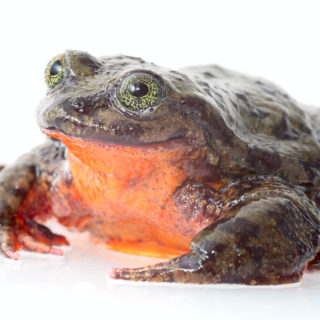 Ο Ρομέο, ο πιο μοναχικός βάτραχος στον κόσμο, επιτέλους βρήκε σύντροφο… Την Ιουλιέτα.