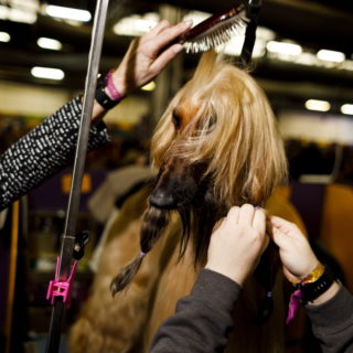 Μια τέλεια φράντζα για τον Anton στον διάσημο διαγωνισμός σκύλων του Westminster Kennel Club στην Νέα Υόρκη