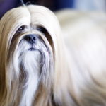 Tα μικρά παιδιά που ζουν σε σπίτια με σκύλο έχουν καλύτερη κοινωνική και συναισθηματική ανάπτυξη