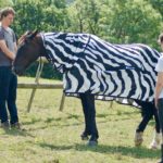 Λύθηκε το μεγάλο ερώτημα! Γιατί οι ζέβρες έχουν ραβδώσεις στο σώμα τους;