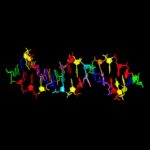 Δημιουργήθηκε για πρώτη φορά DNA με οκτώ «γράμματα» του γενετικού αλφαβήτου