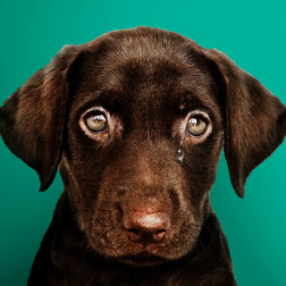 Το Report Animal Abuse θέλει να δώσει τέλος στην κακοποίηση των ζώων