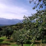 Ποιες είναι οι πιο υγιεινές ελιές του κόσμου;