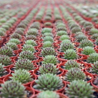 Ένα φυτώριο κάκτων δημιουργεί κλίμα Μεξικού στο Καπανδρίτι