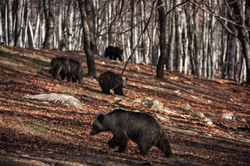 Θεσσαλονίκη: Με μια απουσία, ξύπνησαν οι αρκούδες στο καταφύγιο του «Αρκτούρου»