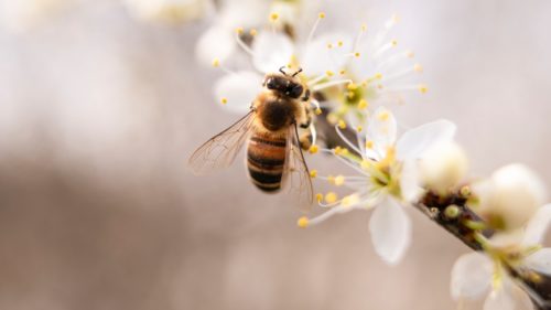 Μέλισσες στην Αυστρία και ψάρια στην Ελβετία «επικοινώνησαν» μεταξύ τους με τη βοήθεια ρομπότ