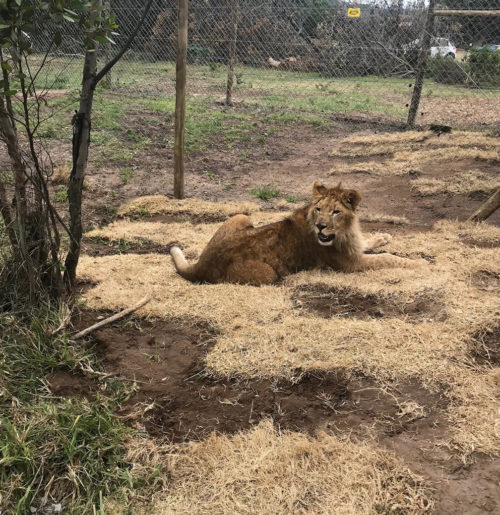 Η Turkish Cargo μετέφερε τα λιοντάρια του τσίρκου στο φυσικό τους περιβάλλον