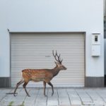 Σε αυτή την πόλη τα ελάφια κόβουν βόλτες ανενόχλητα