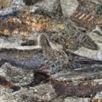 Σπουδαία ανακάλυψη μας δείχνει πως ήταν οι πρώτες ώρες που έπεσε ο κομήτης που αφάνισε τους δεινοσαύρους