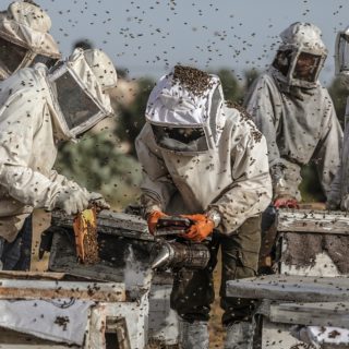Συγκομιδή μελιού στην Παλαιστίνη