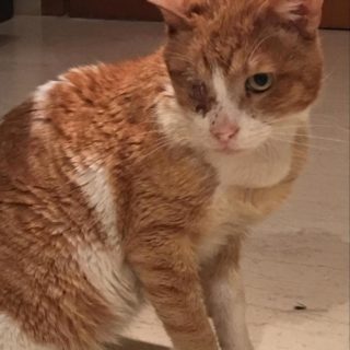 Tρεις ιστορίες ζώων και ανθρώπων