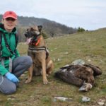 Δηλητηρίαση σπάνιων αρπακτικών πουλιών στη Θράκη