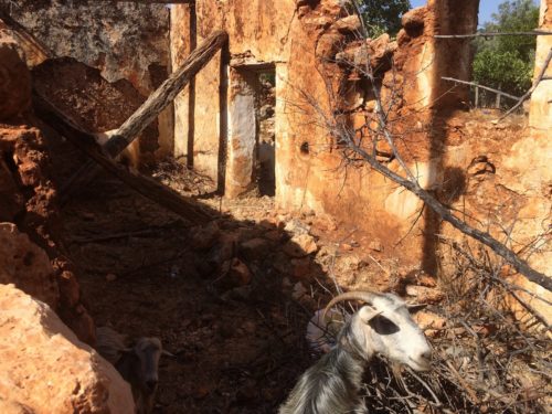 Αράδαινα: Ένα χωριό της Κρήτης που εγκαταλείφθηκε λόγω βεντέτας για μια κατσίκα